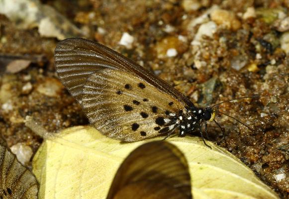 Acraea eugenia male UNS